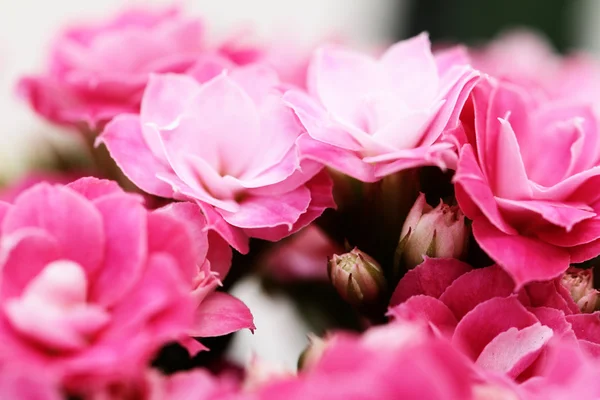 Kalanchoe flower blossoms — Stock Photo, Image