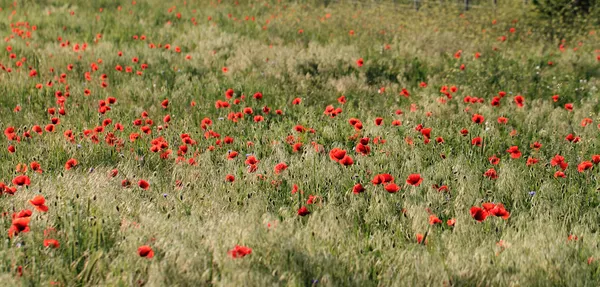 Red poppies — Stock Photo, Image