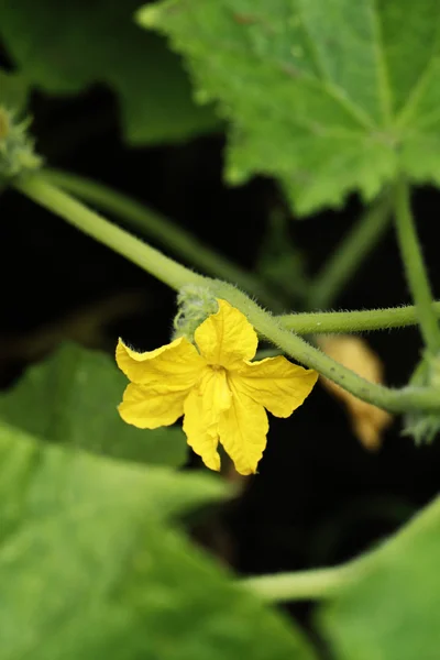 Gurka blomma — Stockfoto