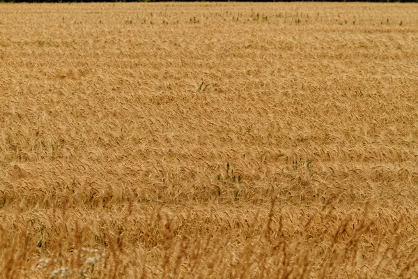 Campos de Trigo — Fotografia de Stock