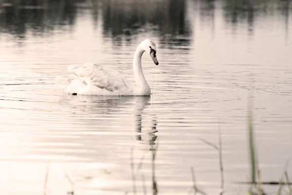 Cisne solitário — Fotografia de Stock