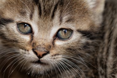 Tabby yavru kedi