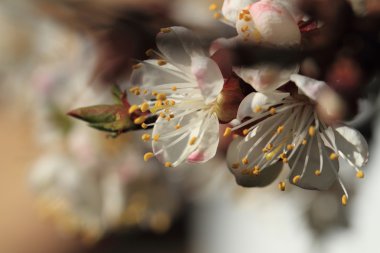 karşı kiraz çiçeği