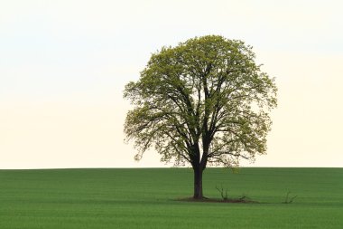 ağaç üzerinde yeşil alan