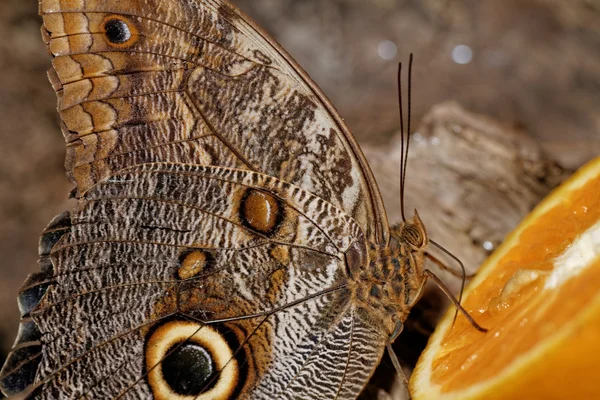 Macro fotografía de una mariposa —  Fotos de Stock