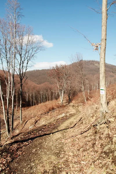 Logging — Stock Photo, Image