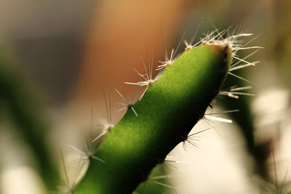 Cacto - close-up — Fotografia de Stock