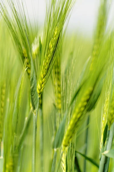 Grønn hvete – stockfoto
