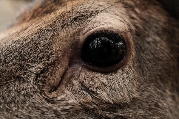 Deer eye close-up — Stock Photo, Image