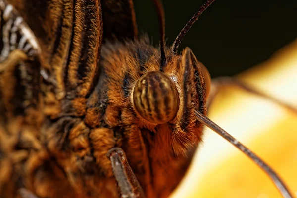 Makro fotografie motýla — Stock fotografie