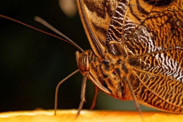 Macro fotografía de una mariposa — Foto de Stock