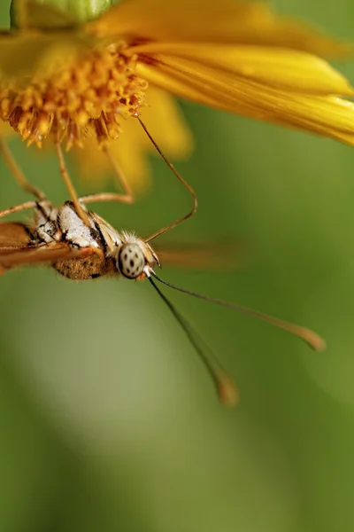 Orangenschmetterling — Stockfoto