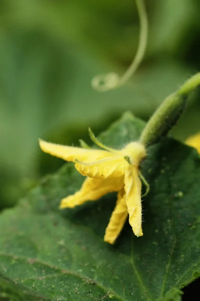 Цветок огурца — стоковое фото