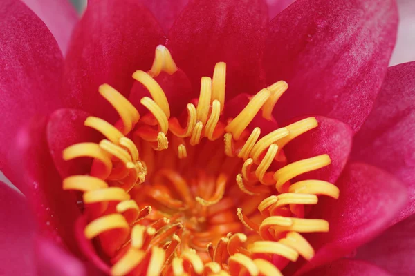 Pink water lily — Stock Photo, Image