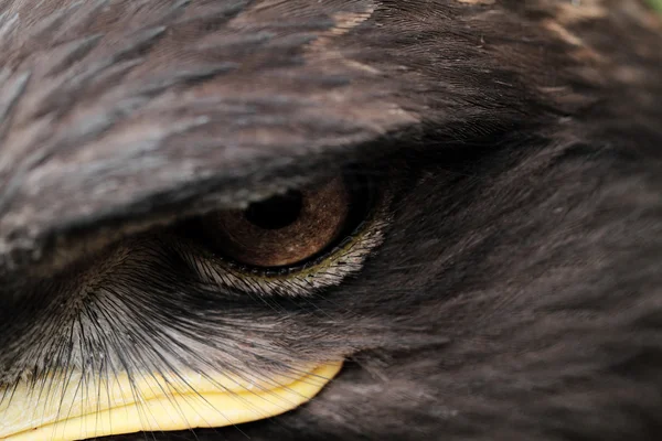 Aquila delle steppe — Foto Stock