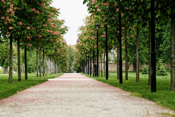 Chestnut tree along the pathway — Stock Photo, Image