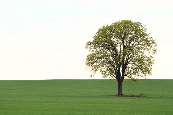 Strom na zelené louce — Stock fotografie