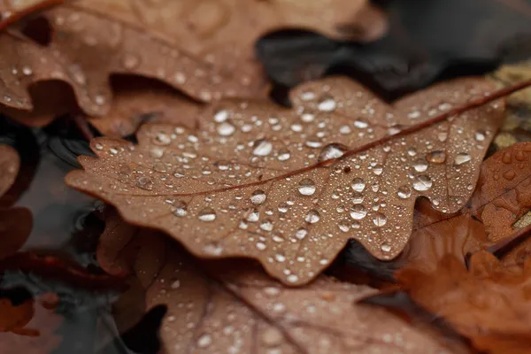 Hojas caídas cubiertas con gotas de lluvia — Foto de Stock