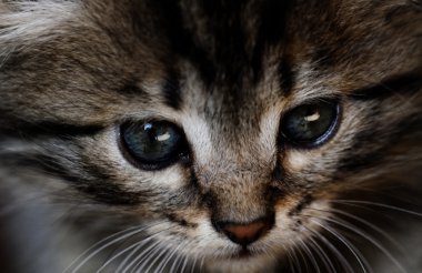 Tabby yavru kedi