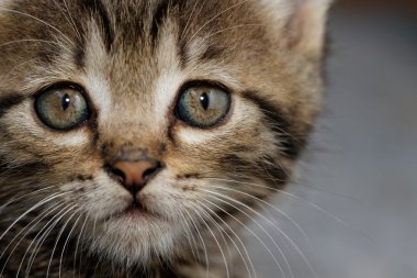 Tabby yavru kedi