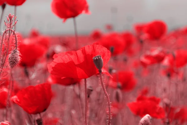 Amapolas rojas — Foto de Stock