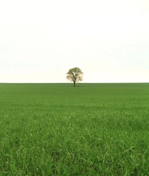 Träd på gröna fält — Stockfoto