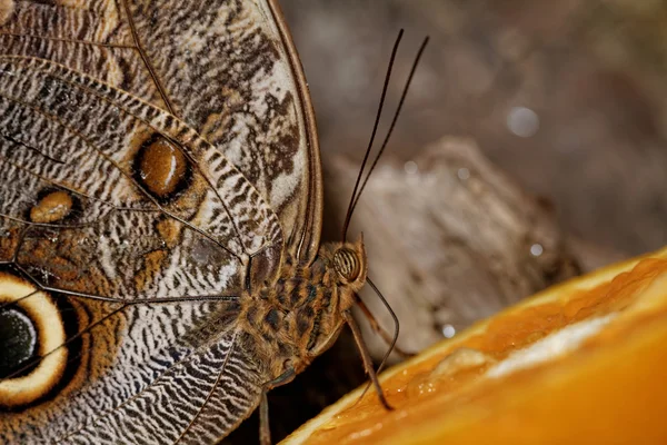 Macro fotografía de una mariposa — Foto de Stock