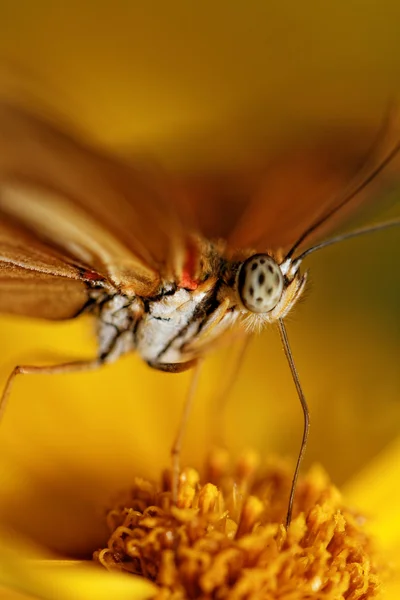 Pomarańczowy motyl — Zdjęcie stockowe