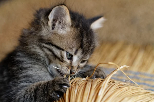 Gatito de Tabby — Foto de Stock