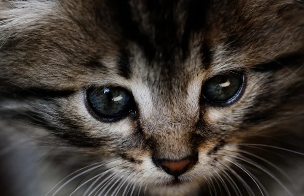 Tabby yavru kedi — Stok fotoğraf