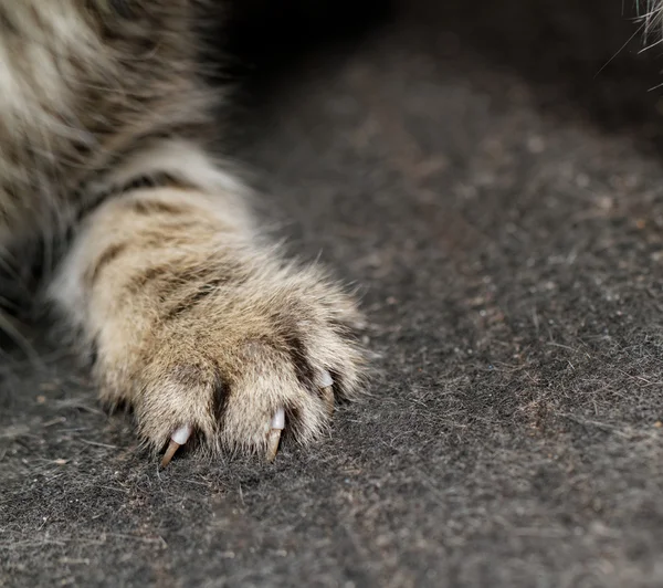 Kattfötter — Stockfoto