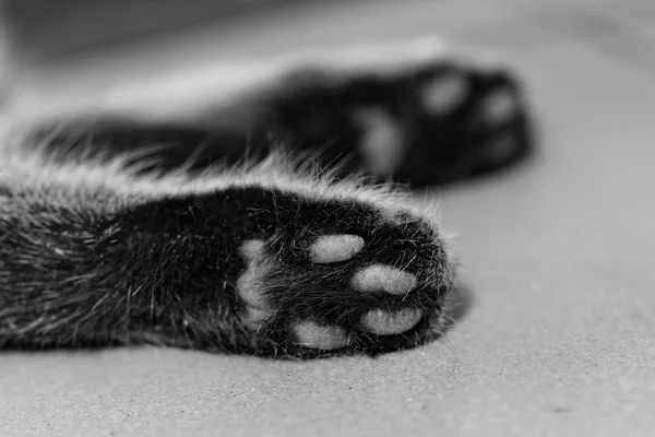 고양이 발 — 스톡 사진