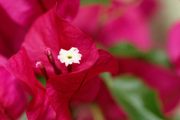 Bougainville çiçekler — Stok fotoğraf