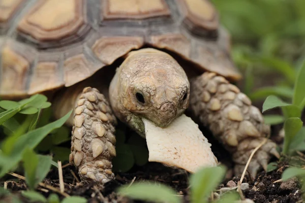 Afrikaanse aangespoord Tortoise (Sulcata) — Stockfoto