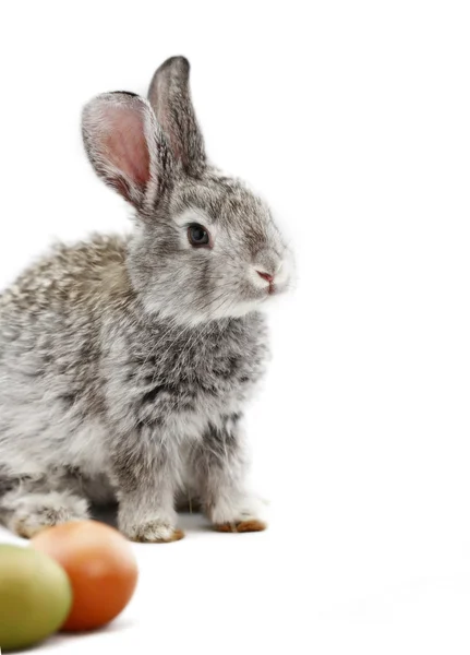 Graues Kaninchen — Stockfoto