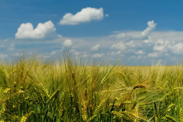 Green and yellow wheat — Stock Photo, Image