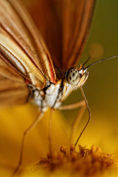 Oranžový motýl — Stock fotografie