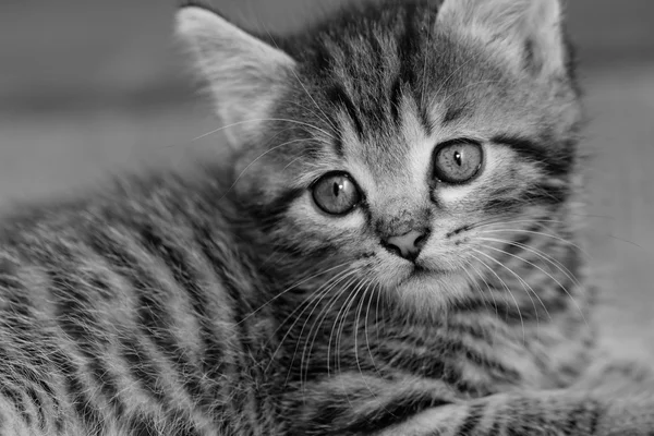 Τιγρέ γατάκι — Φωτογραφία Αρχείου