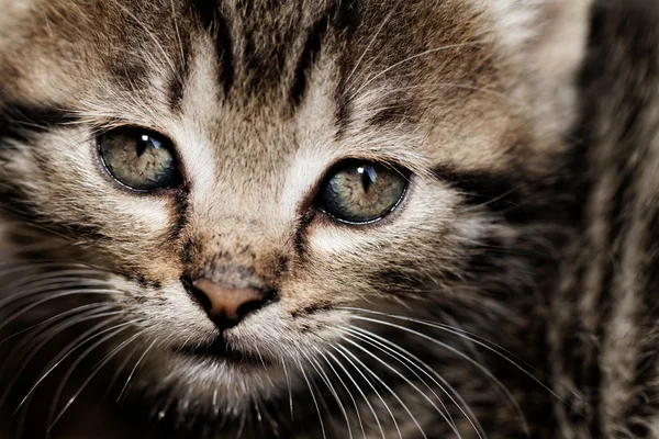 Tabby kitten — Stock Photo, Image