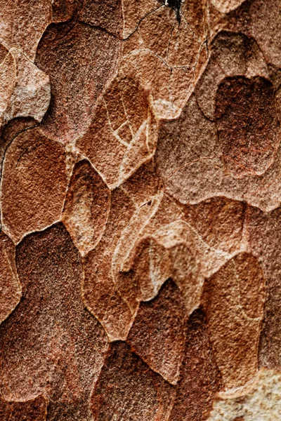 Dřevěná konstrukce. makro borovice — Stock fotografie