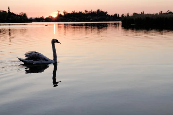 Cigno solitario — Foto Stock