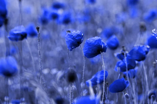 Roter Mohn — Stockfoto