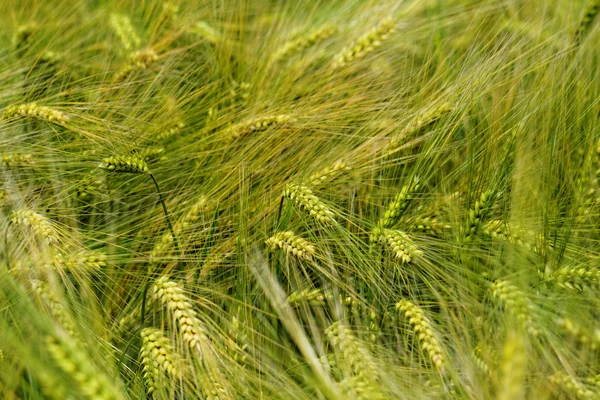 緑と黄色の小麦 — Stock fotografie