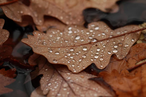 Fallen leaves covered with raindrops — Stock Photo, Image