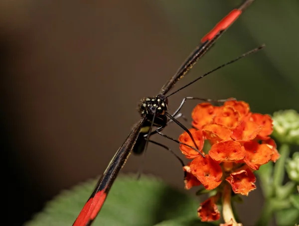 Heliconius erato — Stockfoto