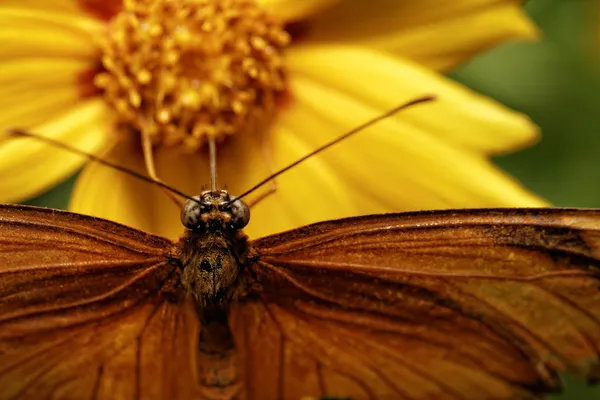 Pomarańczowy motyl — Zdjęcie stockowe