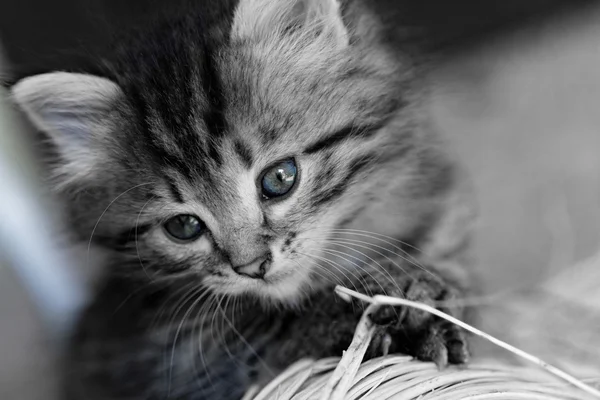 줄무늬 고양이 — 스톡 사진