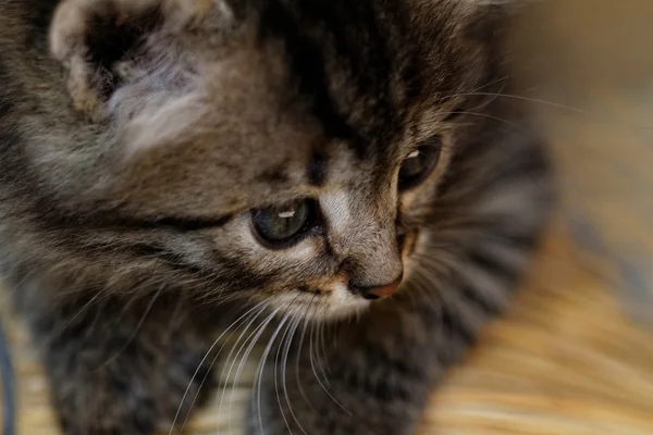 Tabby kitten — Stock Photo, Image