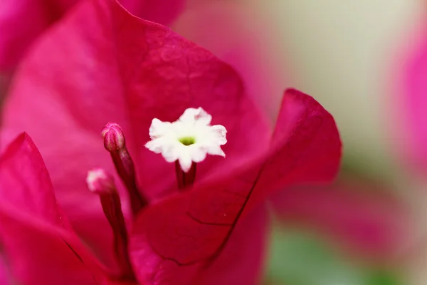 Bougainville çiçekler — Stok fotoğraf