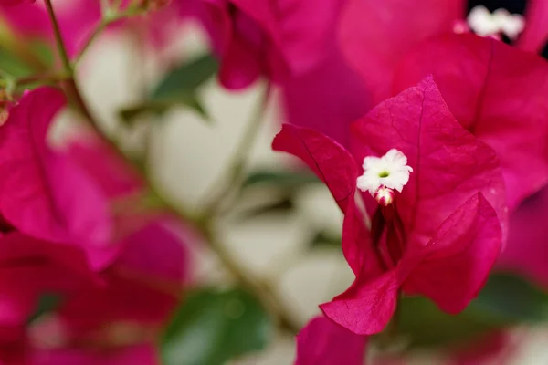 Flores de Bougainville — Fotografia de Stock
